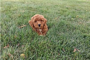 Bogart - Miniature Poodle for sale