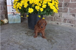 Douglas - Miniature Poodle for sale