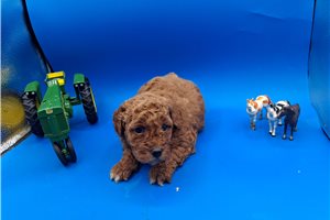 Bogart - puppy for sale