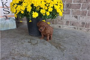 Dalton - puppy for sale