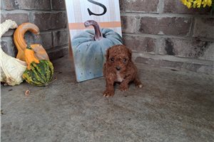 Edison - puppy for sale