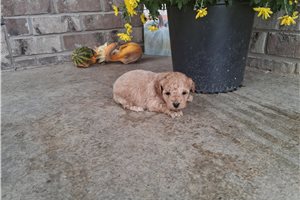 Elmira - Miniature Poodle for sale