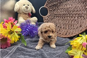Angie - Poodle, Toy for sale