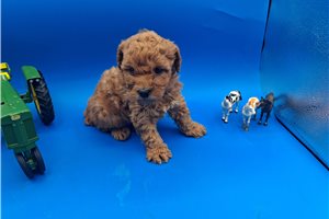 Arnie - puppy for sale