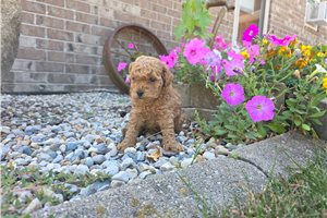 Juniper - puppy for sale