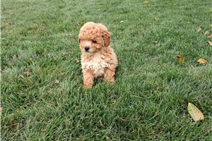 Angie - Toy Poodle for sale