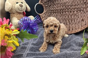 Angel - puppy for sale