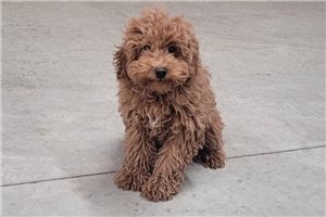 Jaime - Poodle, Toy for sale