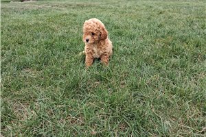Angel - Toy Poodle for sale