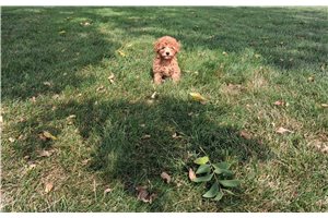 Arnie - Toy Poodle for sale