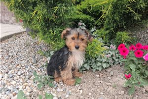 Manny - Yorkshire Terrier - Yorkie for sale
