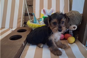 Manny - Yorkshire Terrier - Yorkie for sale