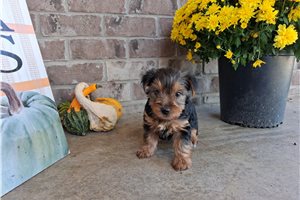 Clara - Yorkie for sale