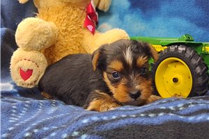 Melvin - Yorkshire Terrier - Yorkie for sale