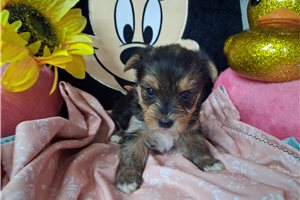 Miranda - puppy for sale