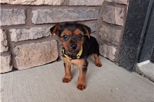 Laura - Yorkshire Terrier - Yorkie for sale