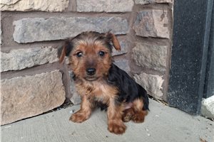 Lincoln - Yorkshire Terrier - Yorkie for sale