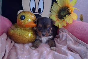 Maria - puppy for sale