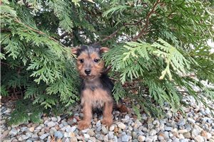 Lena - Yorkshire Terrier - Yorkie for sale