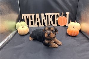 Calliope - puppy for sale