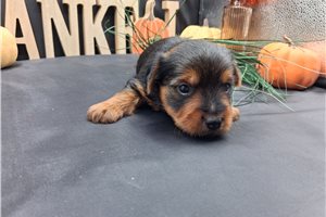 Chewy - Yorkshire Terrier - Yorkie for sale