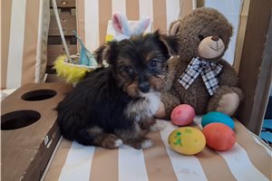 Maria - Yorkshire Terrier - Yorkie for sale
