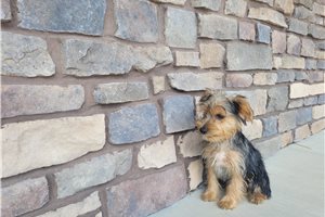 Viktor - Yorkshire Terrier - Yorkie for sale