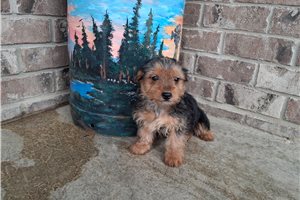 Linus - Yorkshire Terrier - Yorkie for sale