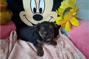 Maisey - puppy for sale