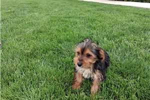 Manny - Yorkshire Terrier - Yorkie for sale