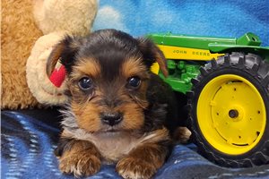 Manny - puppy for sale