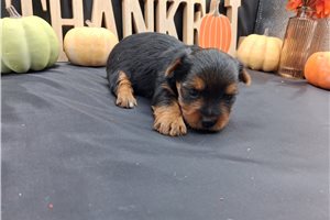 Clara - puppy for sale