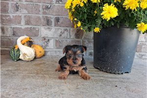 Calliope - Yorkie for sale