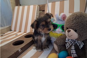 Miranda - Yorkshire Terrier - Yorkie for sale