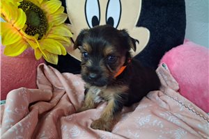 Mallory - puppy for sale