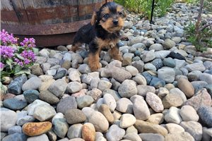 William - puppy for sale