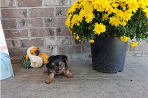 Cinnamon - Yorkie for sale