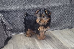 Luciana - Yorkshire Terrier - Yorkie for sale