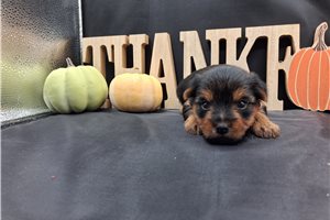 Cinnamon - puppy for sale