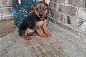 Laura - Yorkshire Terrier - Yorkie for sale