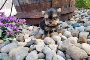 Gordon - puppy for sale