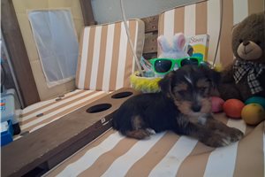 Melvin - Yorkshire Terrier - Yorkie for sale