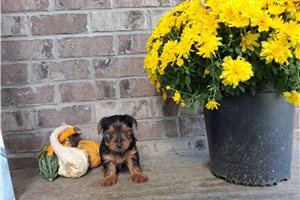 Chewy - Yorkie for sale
