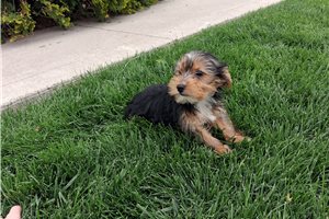 Melvin - Yorkshire Terrier - Yorkie for sale