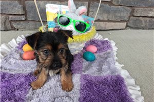 Mallory - Yorkshire Terrier - Yorkie for sale