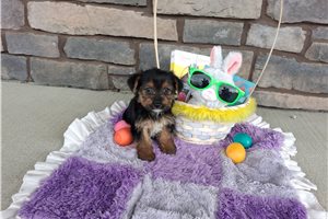 Maisey - Yorkshire Terrier - Yorkie for sale