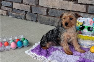 Linus - Yorkshire Terrier - Yorkie for sale