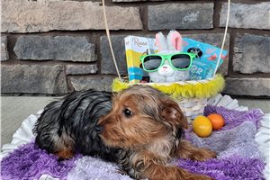 Lincoln - puppy for sale