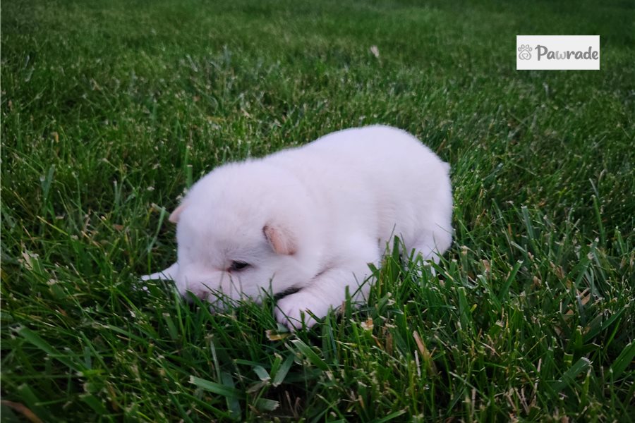 Chris - Shiba Inu for sale