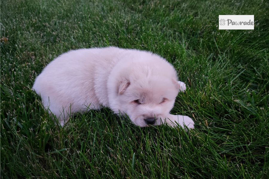 Chopper - Shiba Inu for sale